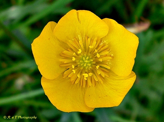 {Ranunculus bulbosus}